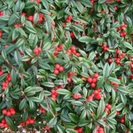 Cotoneaster salicifolius repens