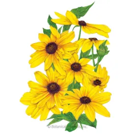 Indian Summer Black-Eyed Susan Seeds